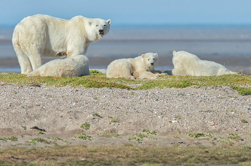Churchill Wild – Getting Up Close with Polar Bears